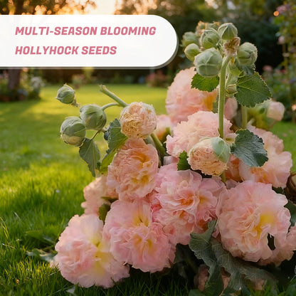 Fleråriga blommande Hollyhock-frö