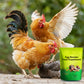 Egg Booster Fodertillskott