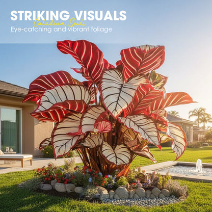 100 Caladium-frön för inomhus- och utomhusplantering