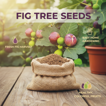 Lättodlade fikonsfrön för trädgården