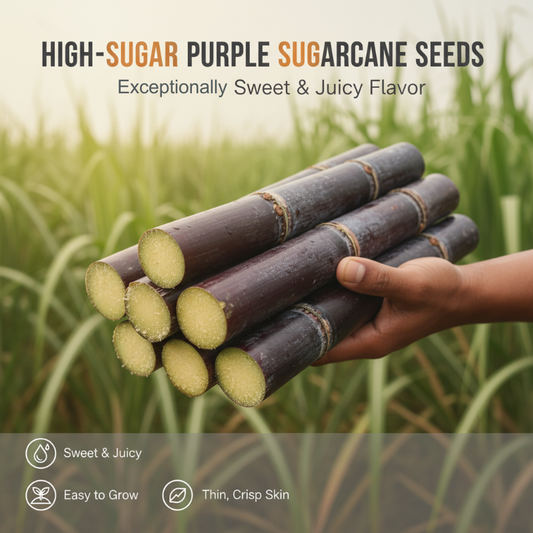 🔥Begränsad tid 50% rabatt🔥Sockerrika lila sockerrörsfrö