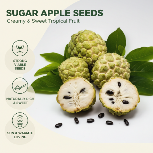 Lättodlade sockeräpplekärnor