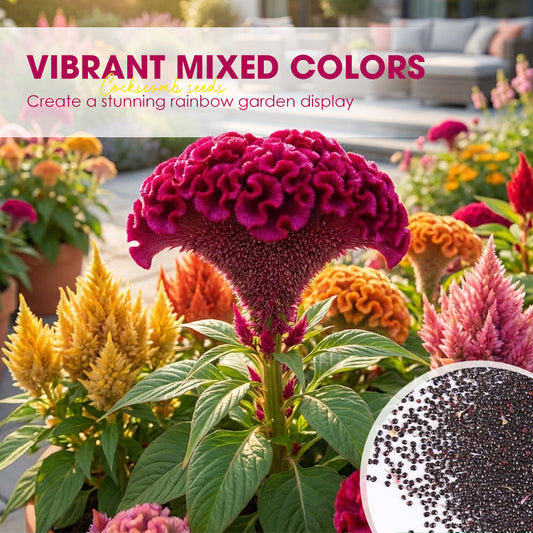 500 st blandade färger av tuppkamfrön för trädgården