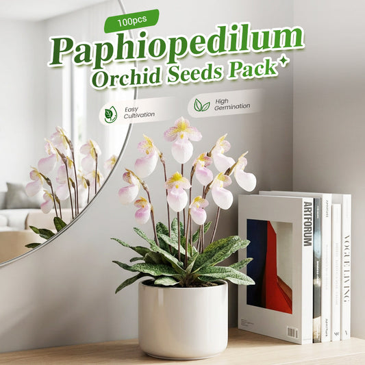 Confezione da 100 semi di orchidea Paphiopedilum