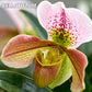 Confezione da 100 semi di orchidea Paphiopedilum
