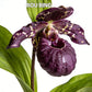 Confezione da 100 semi di orchidea Paphiopedilum