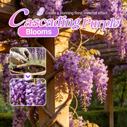 💫10/50 st Wisteria Sinensis-frön för plantering