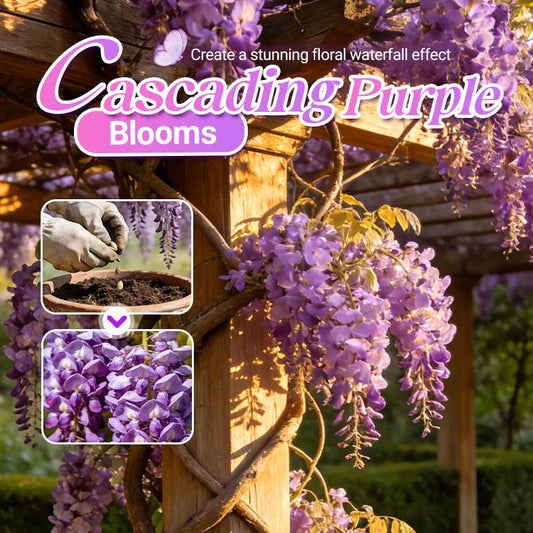 💫10/50 st Wisteria Sinensis-frön för plantering